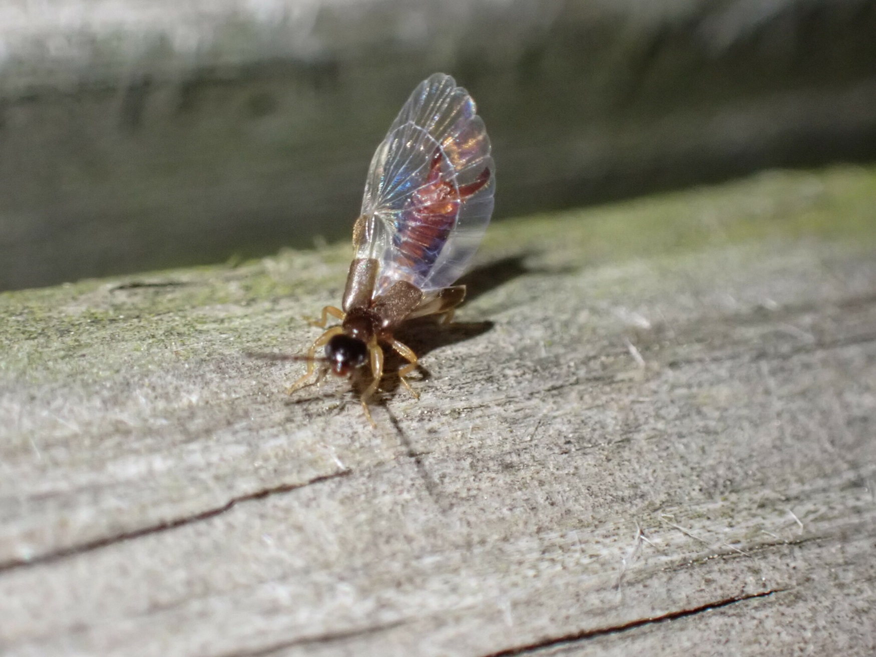 Earwig Wing Earwig with one wing extended.