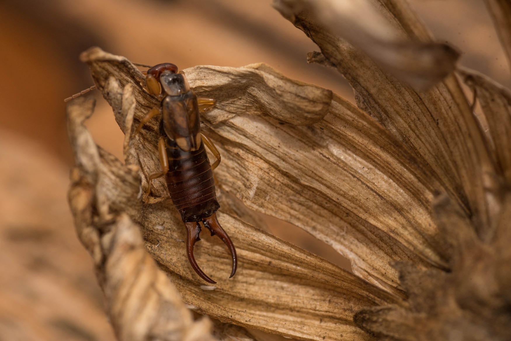 Earwig Earwig on dry plant matter.