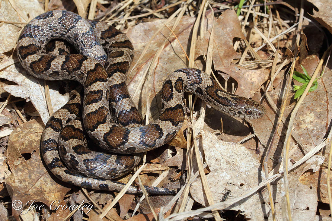 <p>Blotchy snake among rocks during the day.</p>