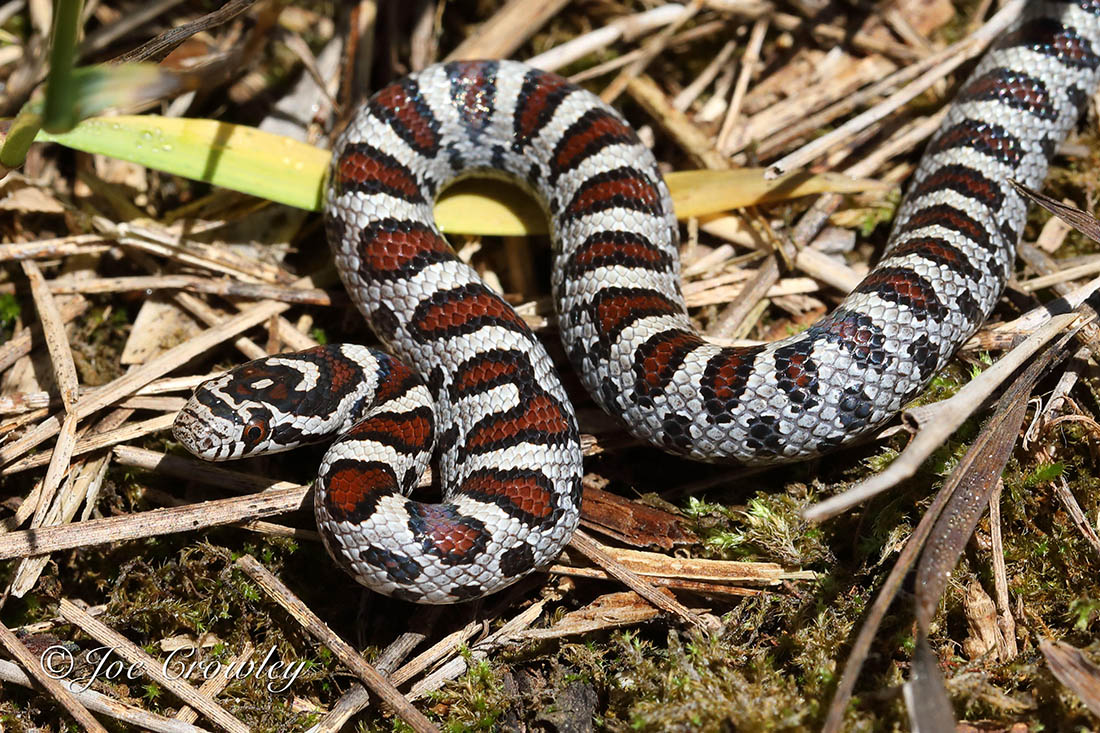 Blotchy snake on dried grasses and reeds.