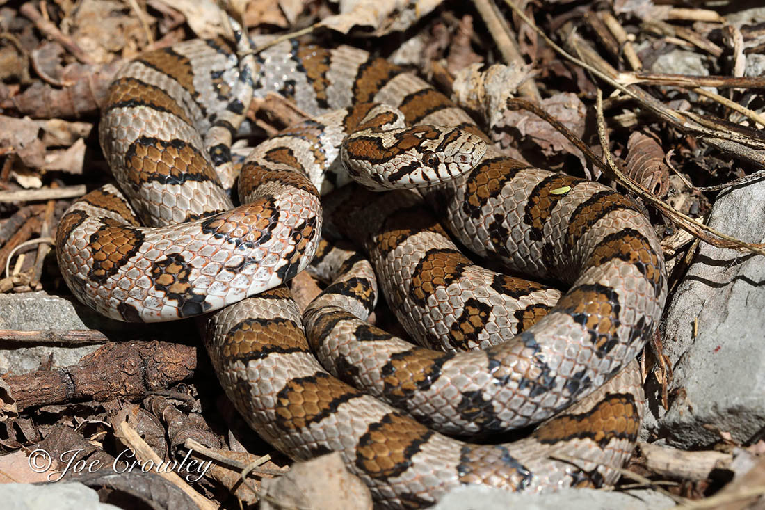 <p>Blotchy snake on the ground during the day.</p>