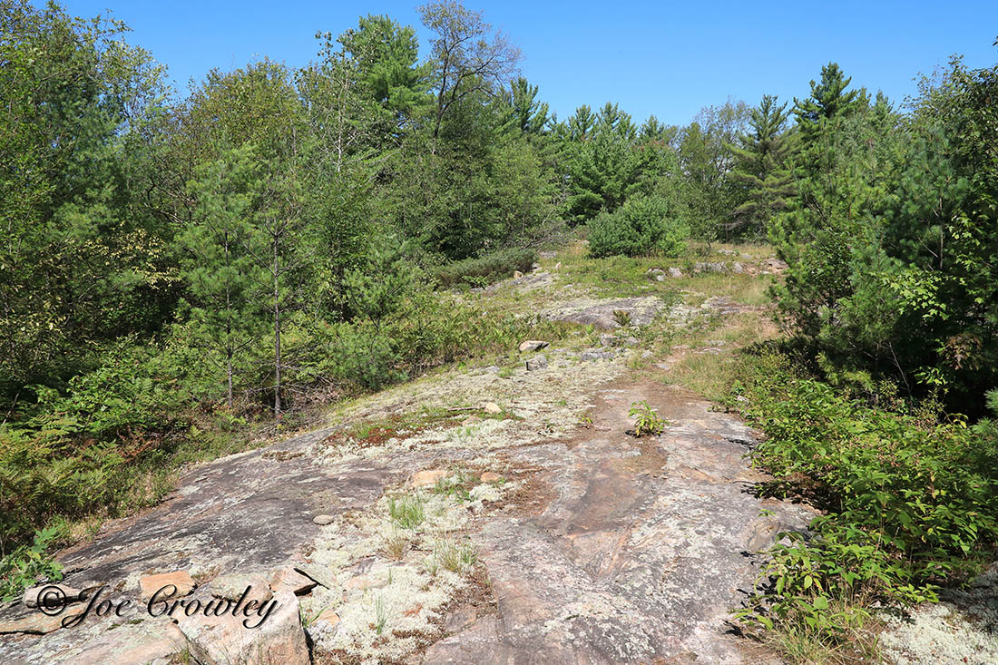 Rock face among coniferous trees.