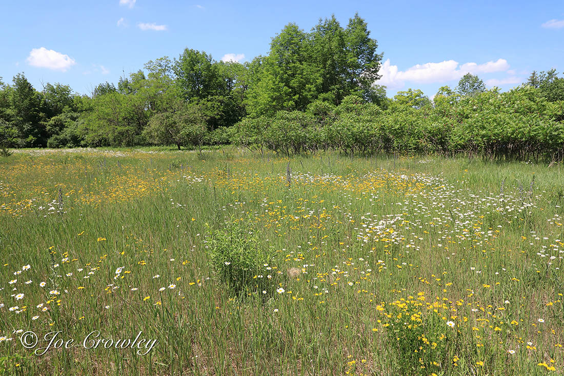 Tall grasses and wildflowers in a sunny field.