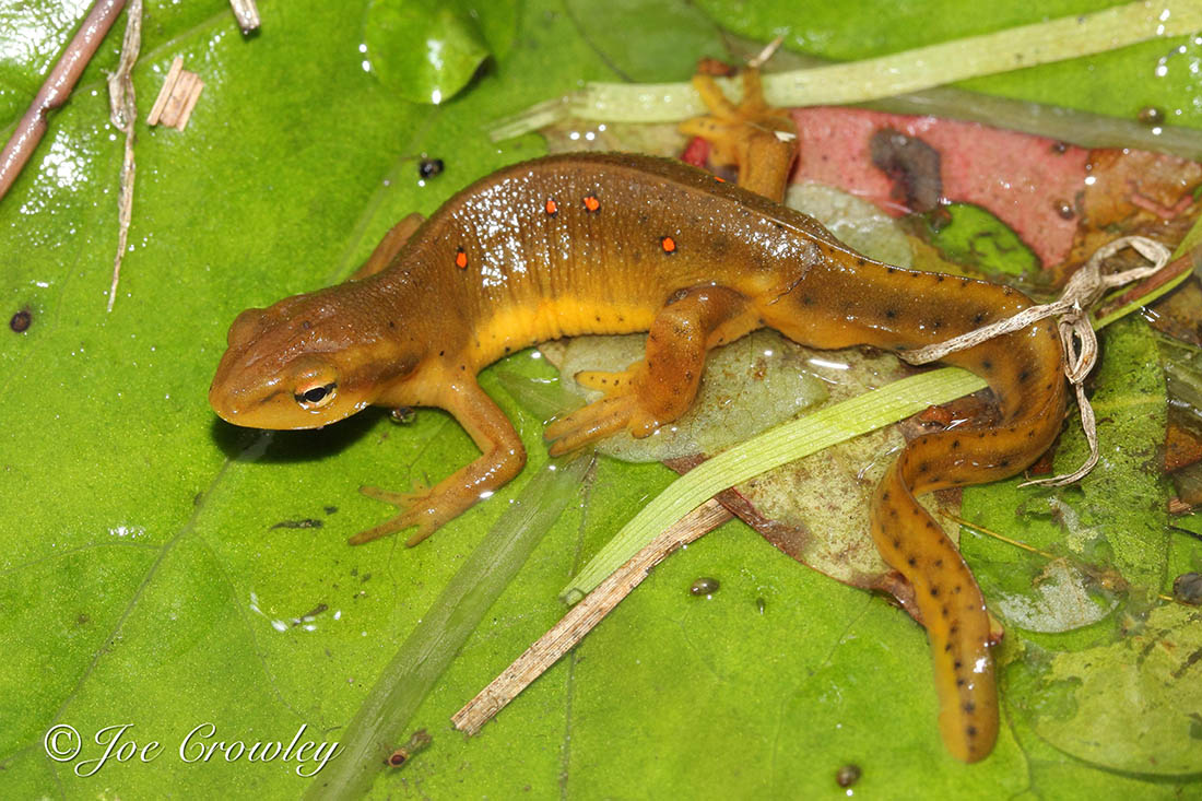 Adult Red-Spotted Newt Newt on bright green leaves.