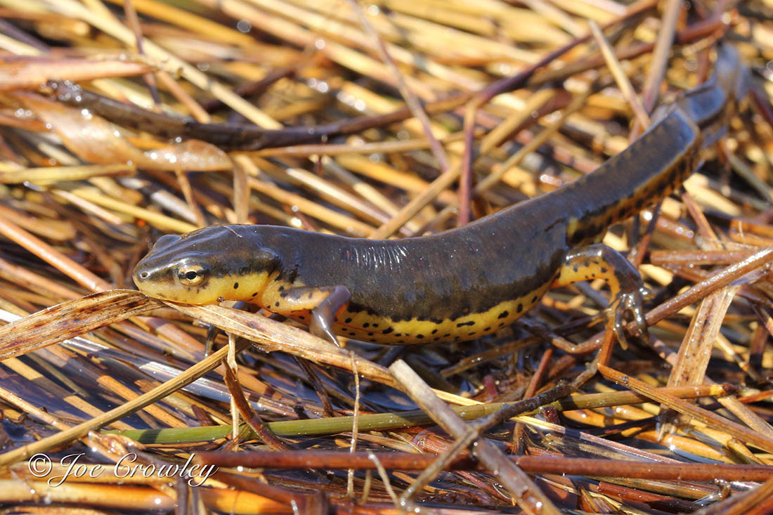Adult Eastern Newt (Red-Spotted Newt Subspecies) Newt on dead plants.