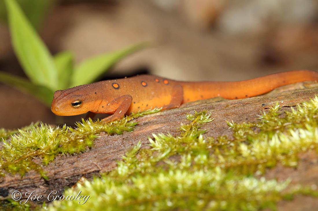 Eastern Newt Red Eft (Red-Spotted Newt Subspecies) Small newt on a mossy log.