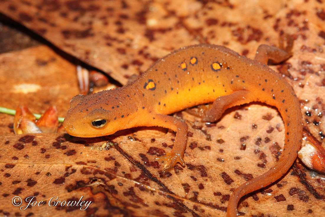Red-Spotted Newt Red Eft Small newt on dead, fallen leaves.