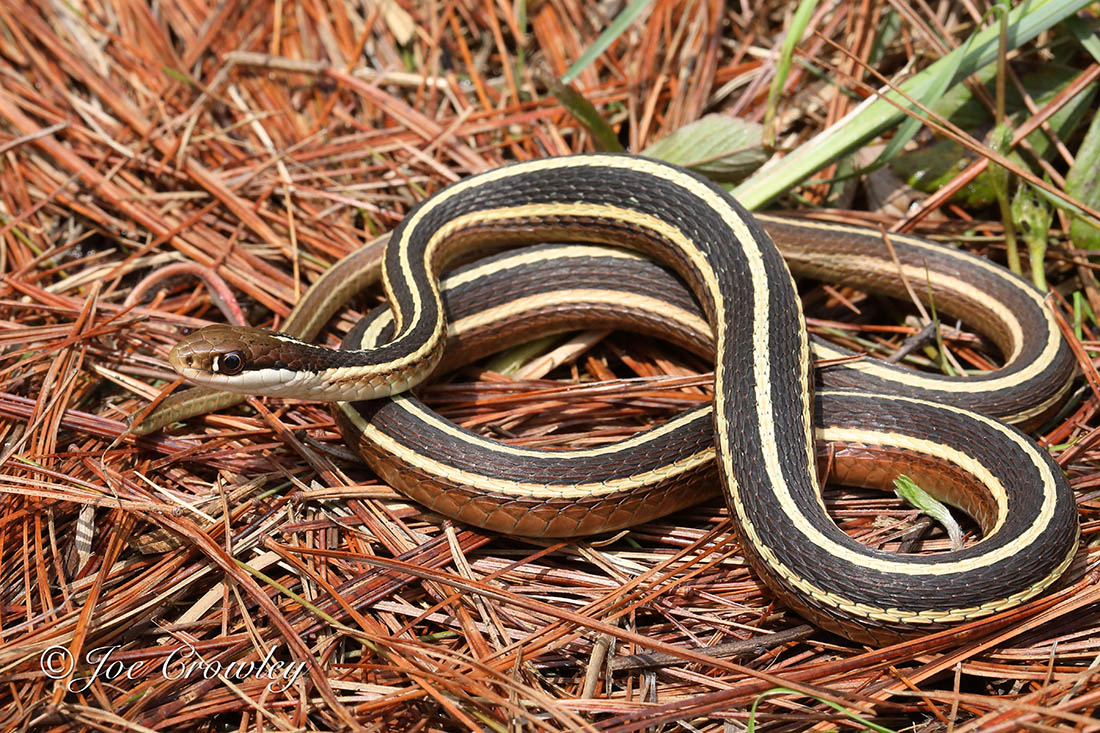 Serpent foncé aux rayures blanc jaunâtre, au sol parmi les aiguilles de pin pendant la journée.
