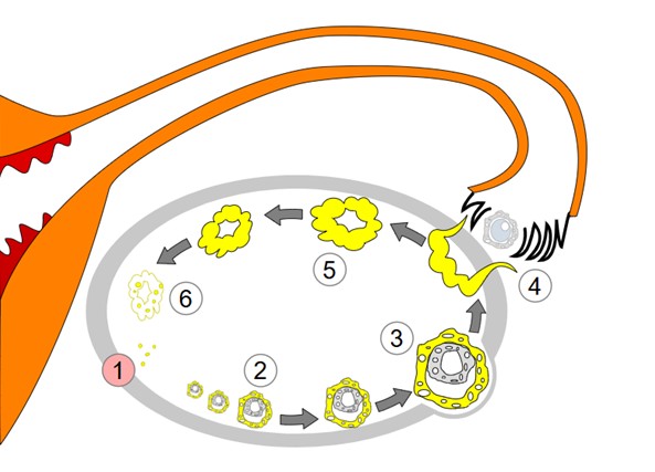 Order of Changes in the Ovary