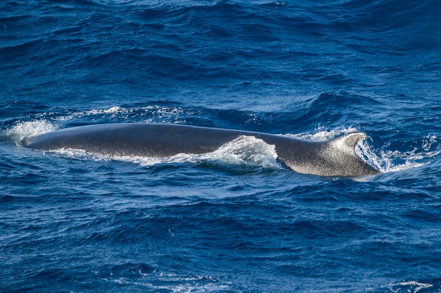 Fin whale back and fin.