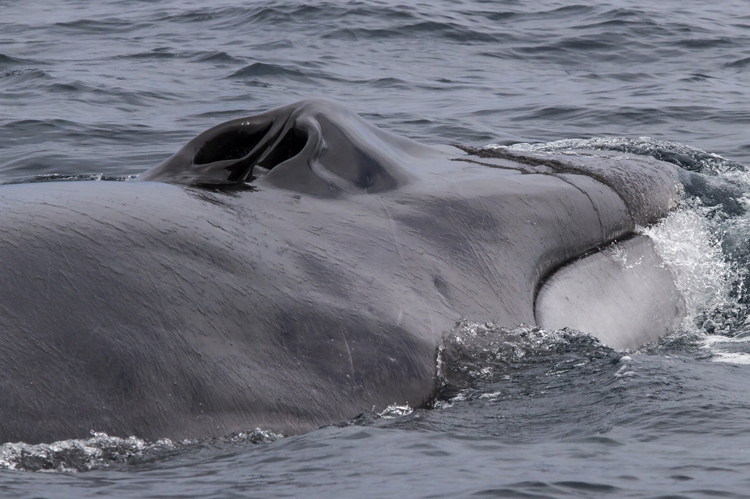 Top of fin whale head.