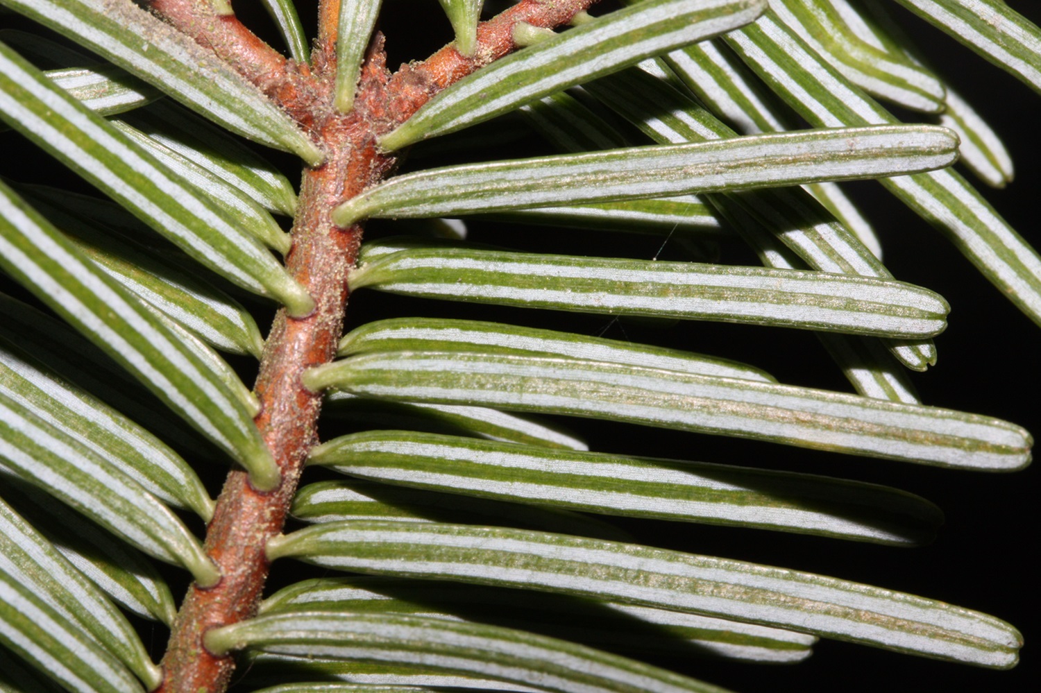 Grand fir needles.