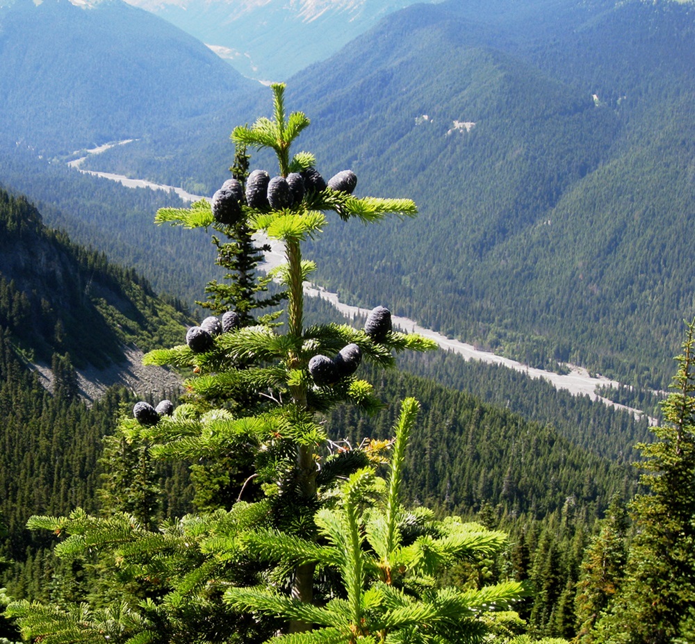 Fir tree with cones overlooking valley.