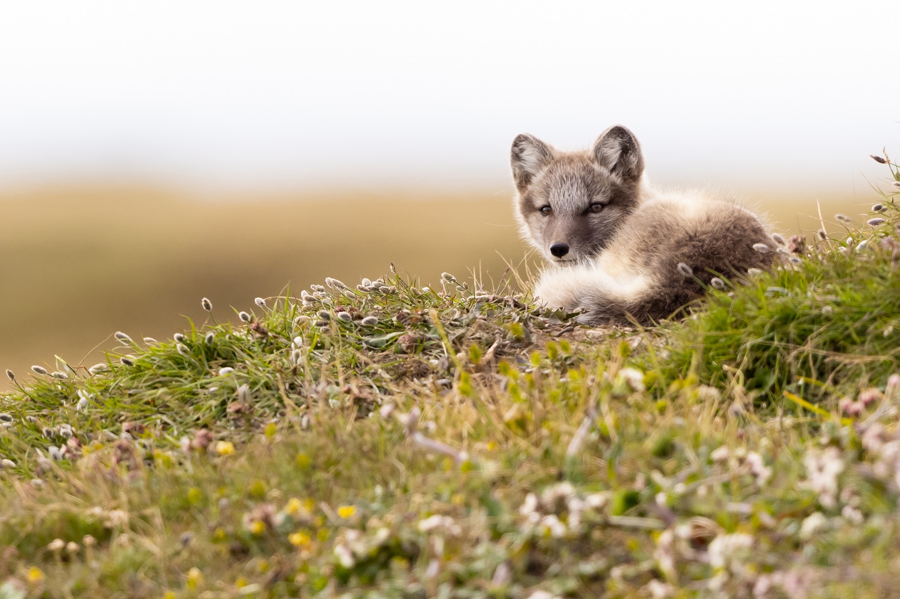 Arctic Fox Arctic fox lying down on some grass.