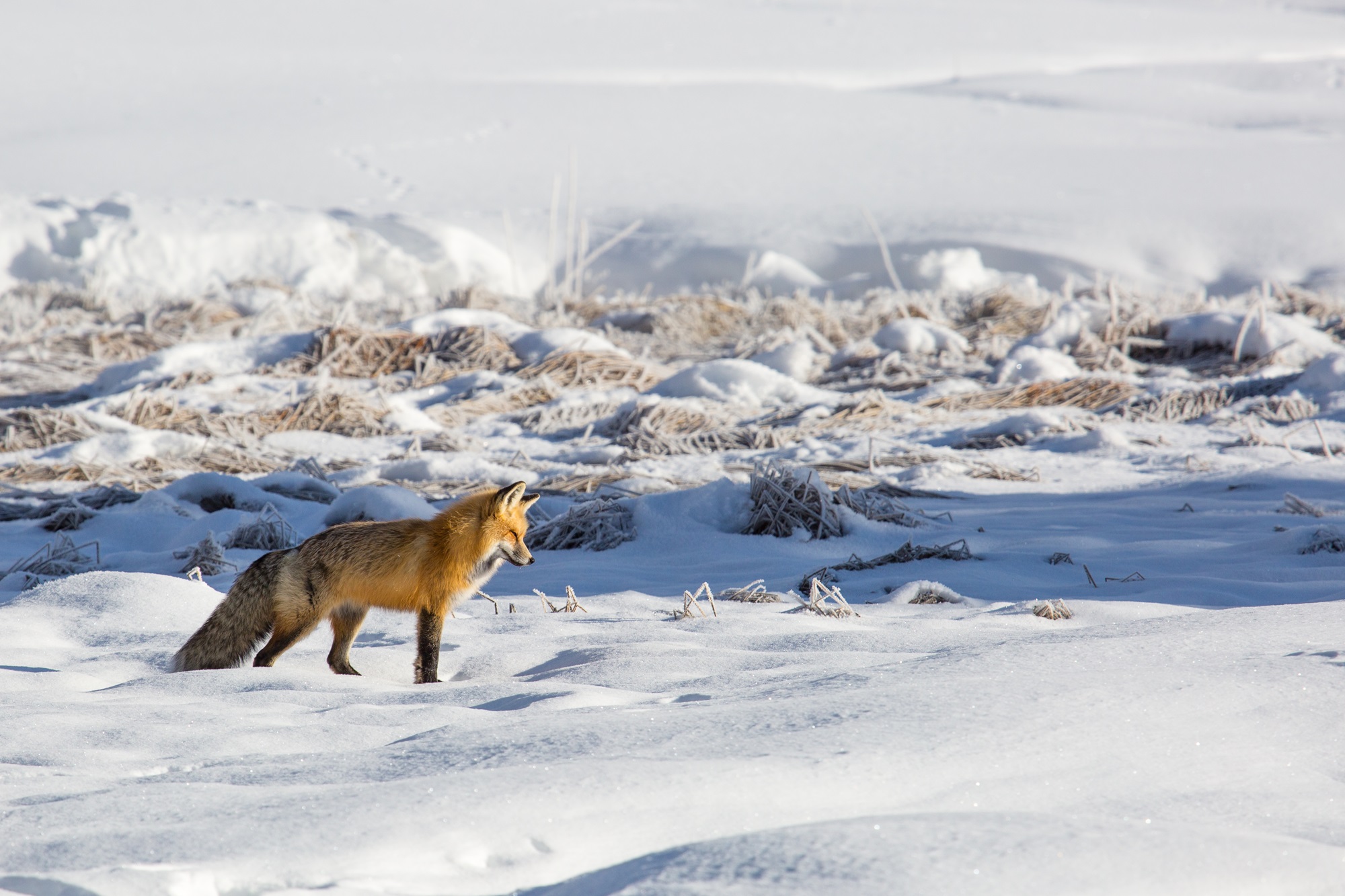 Red Fox Red fox in snow.
