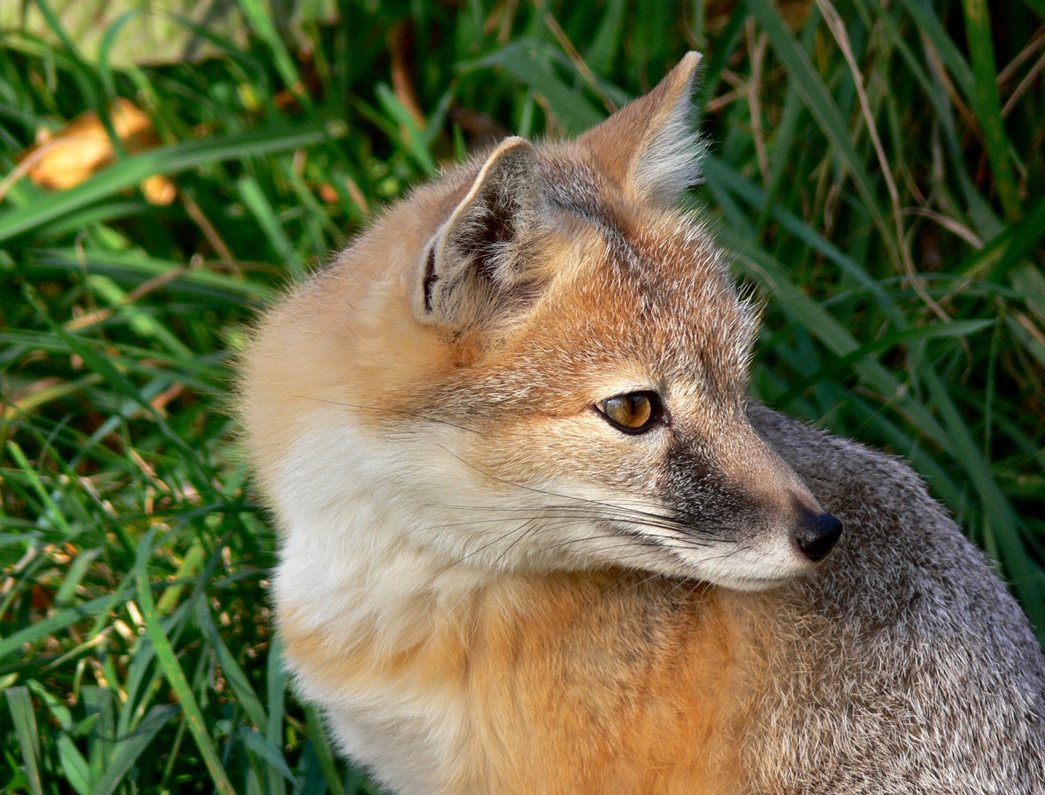 Swift Fox Swift fox in some green grass.