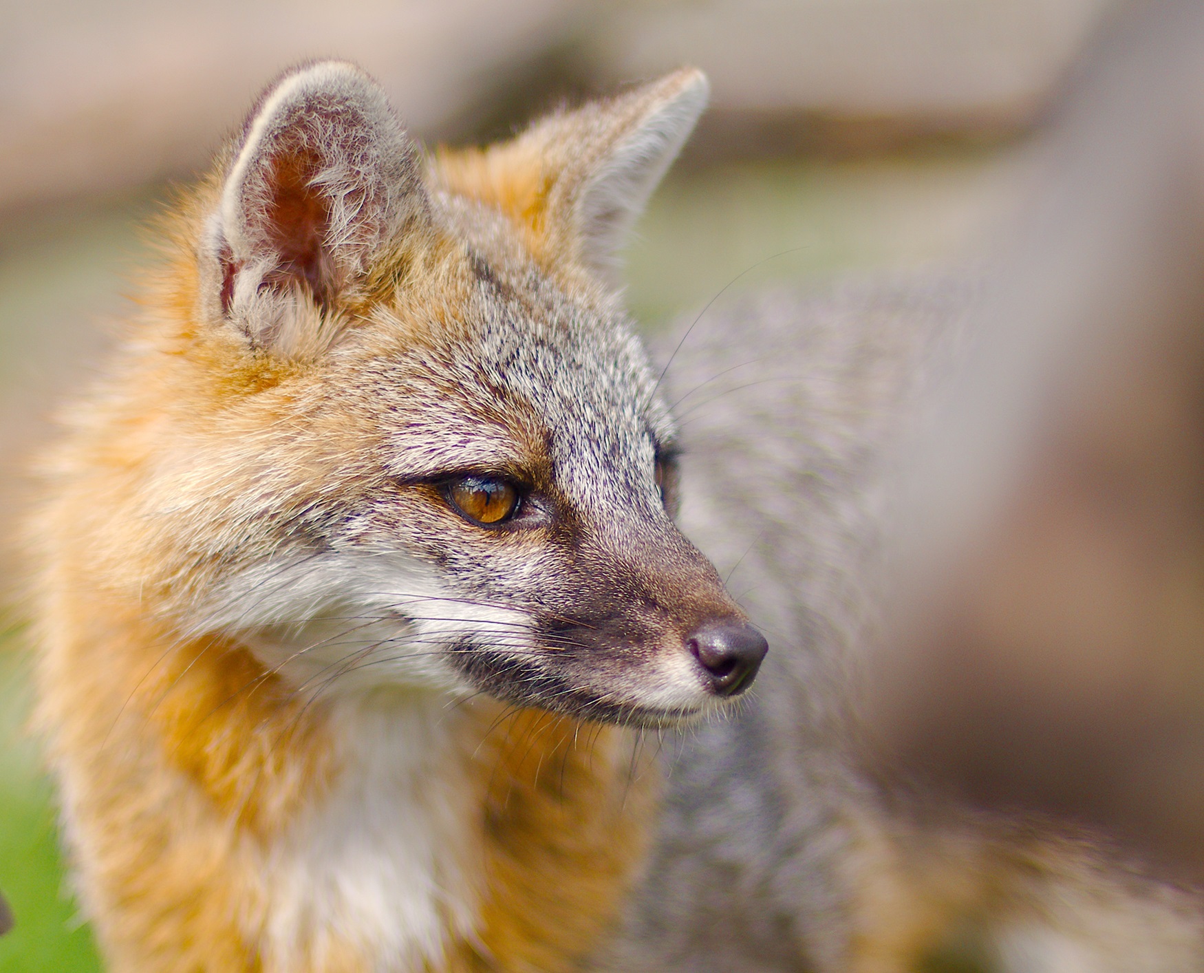 Grey Fox Profile of grey fox.