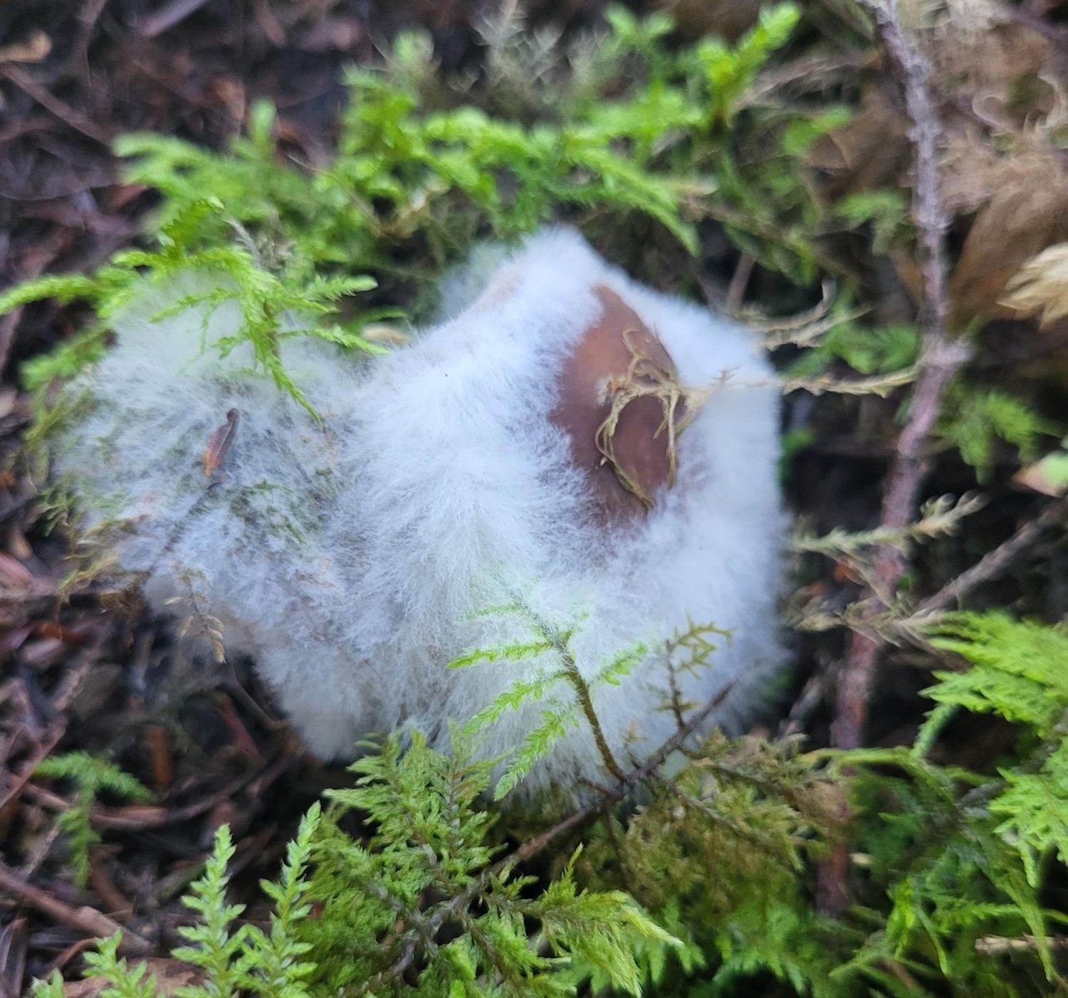 Mold on Fungus