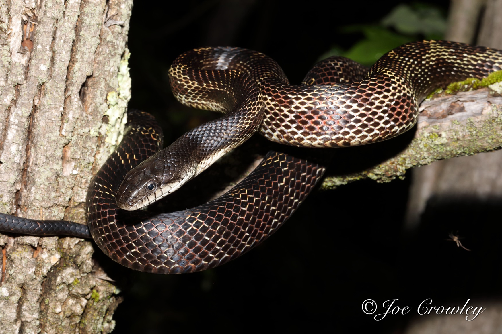 Gray Ratsnake (Pantherophis spiloides) Dark snake on a branch at night.