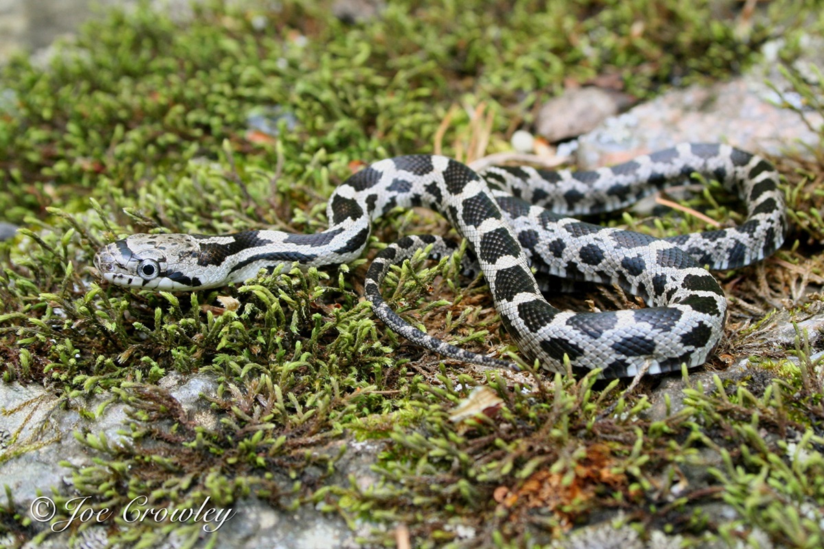 Gray Ratsnake Juvenile Black and white juvenile snake on some moss.