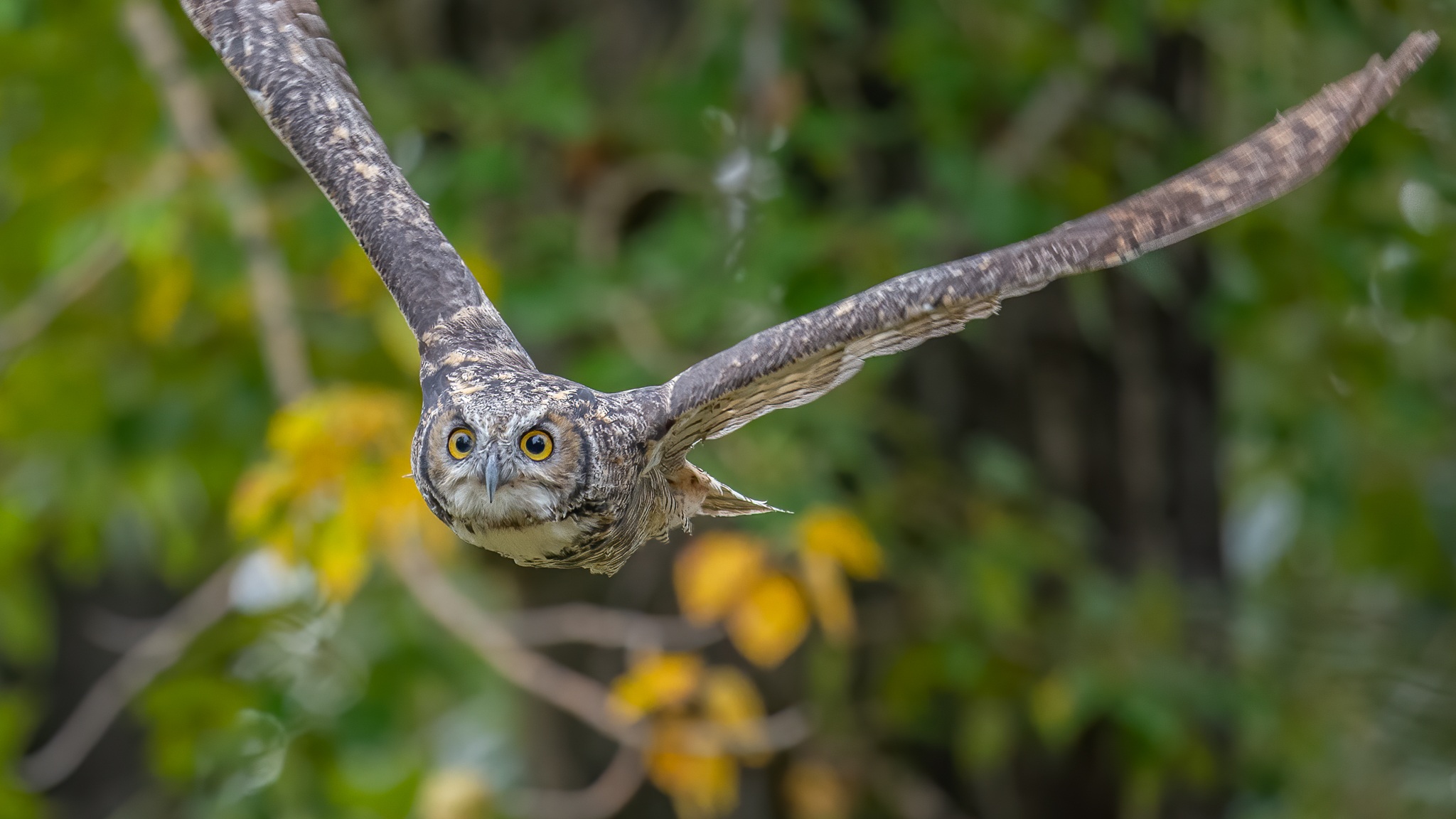 Flying Great Horned Owl