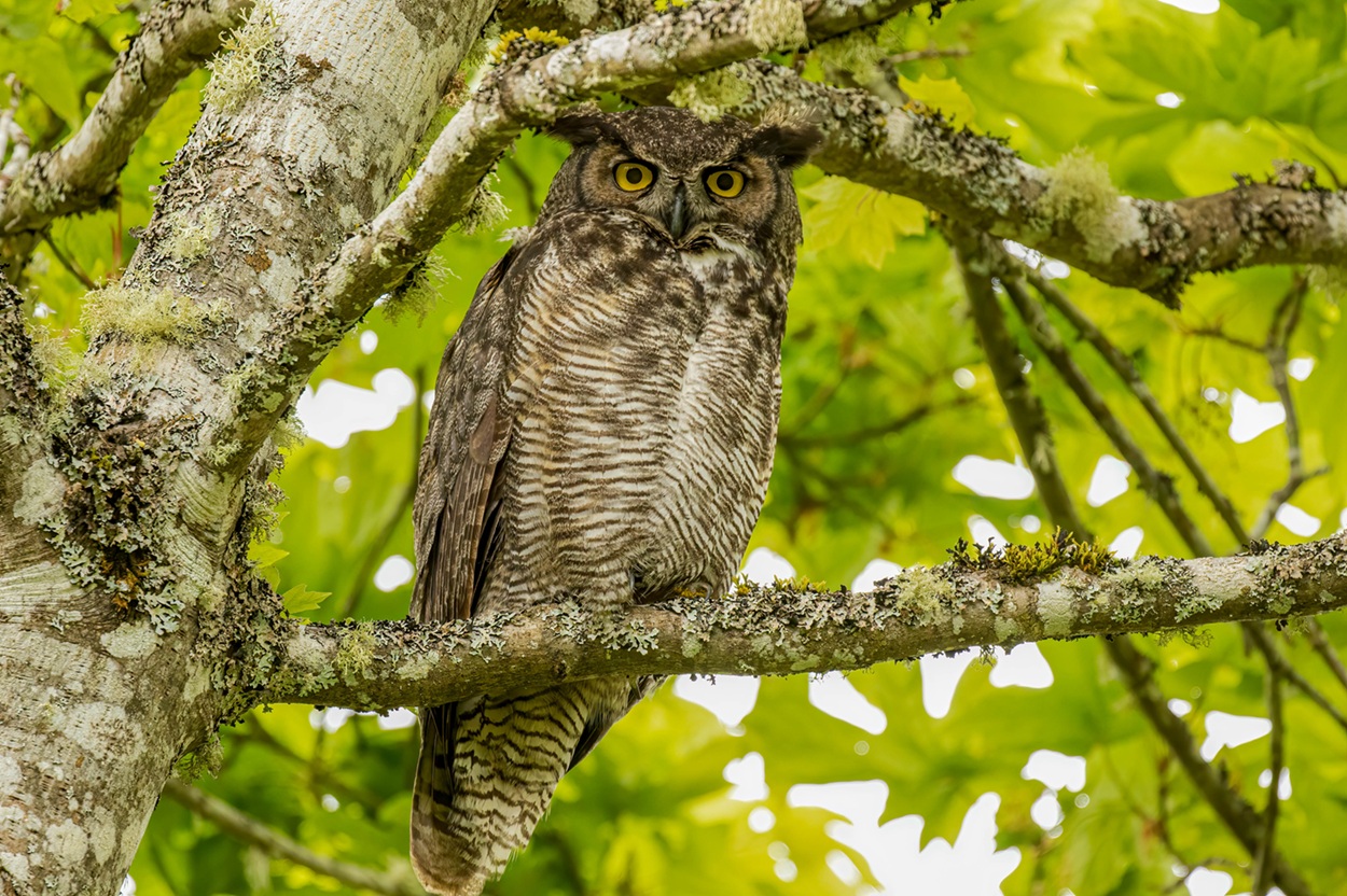 Great Horned Owl
