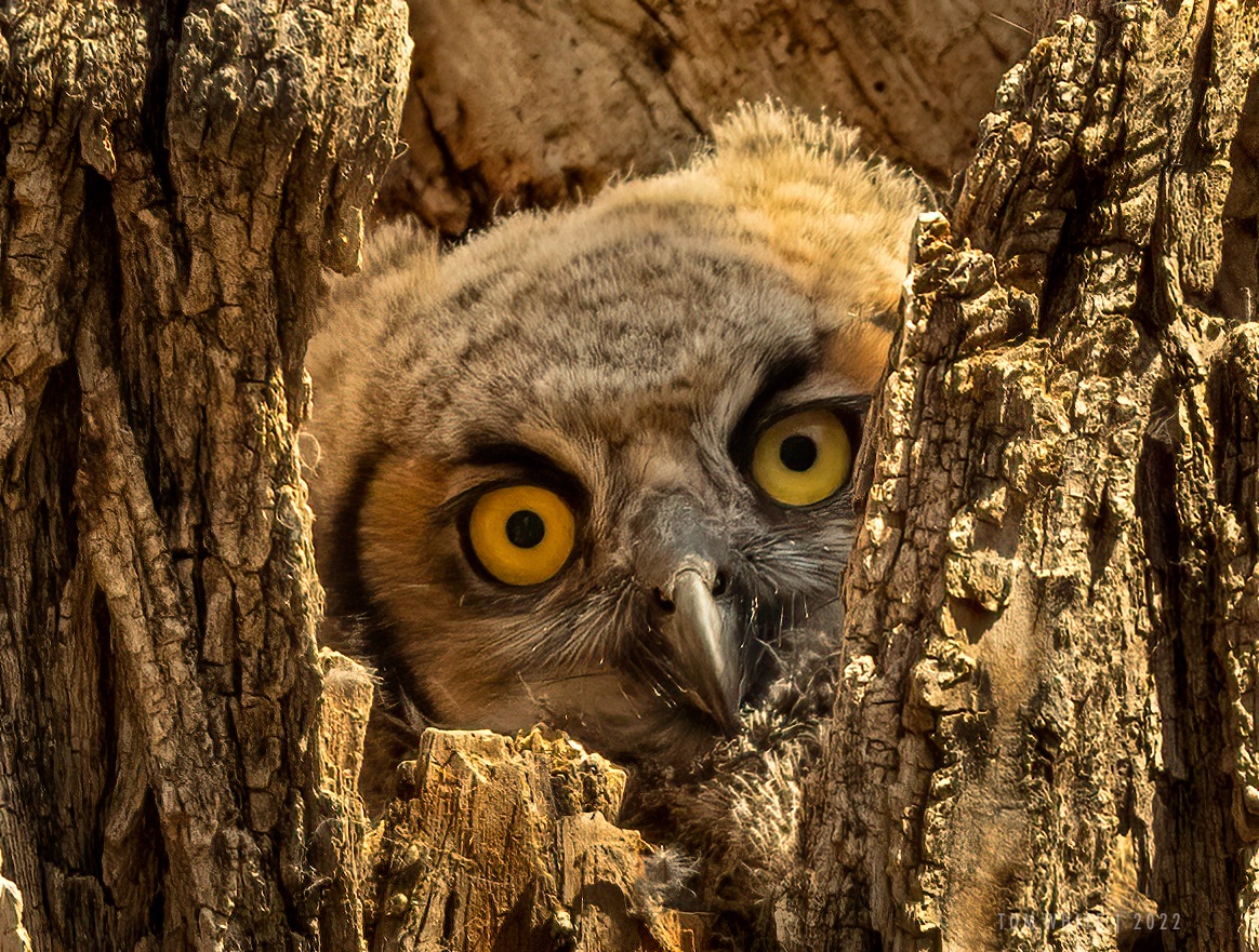 Great Horned Owlet