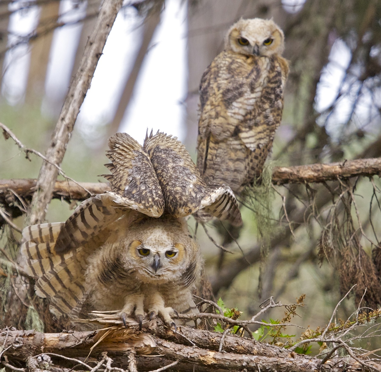Great Horned Owlets