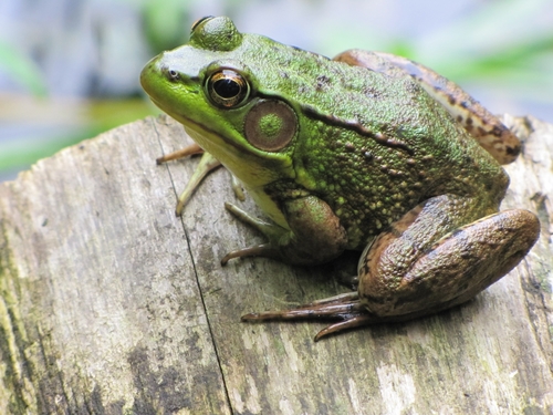 9B - Frog Spot OR Imitation Frog OR Green Frog OR Frog Coloration