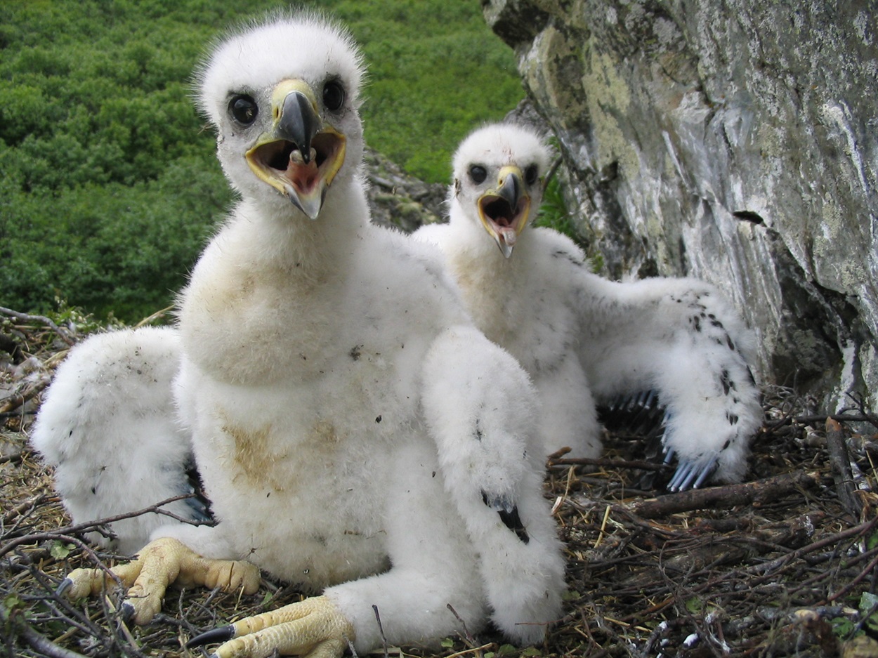 Oisillons de faucon gerfaut Deux jeunes faucons gerfauts blancs et duveteux dans un nid à flanc de falaise.