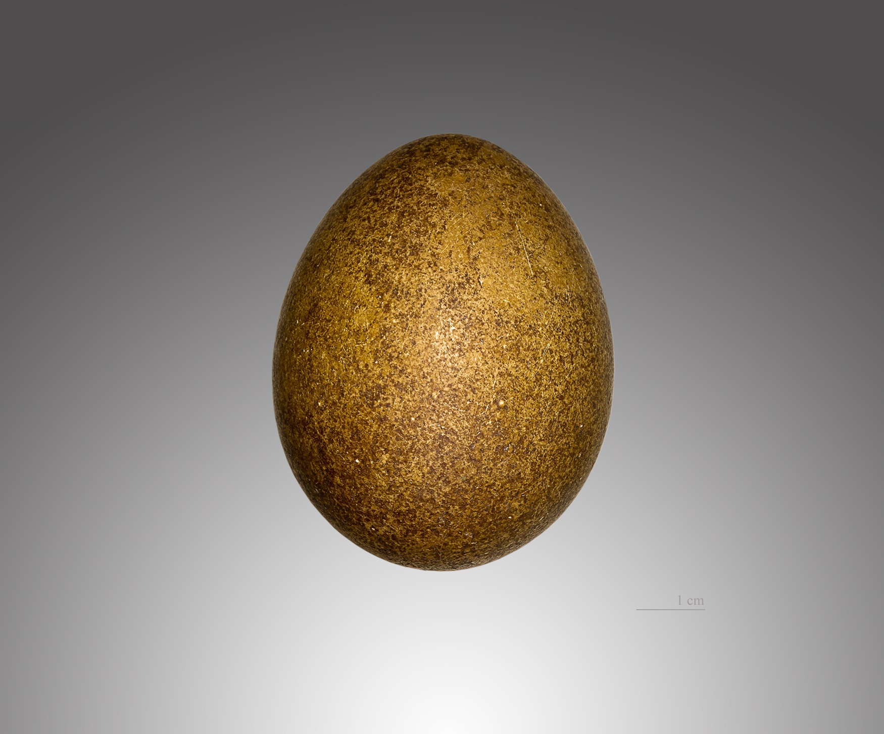Œuf de faucon gerfaut Œuf moucheté sur fond gris.