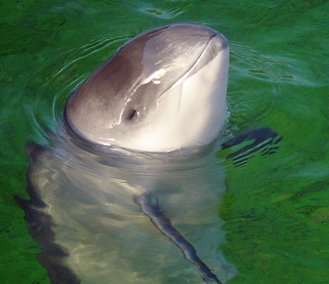 Harbour Porpoise Close-Up Harbour porpoise head.