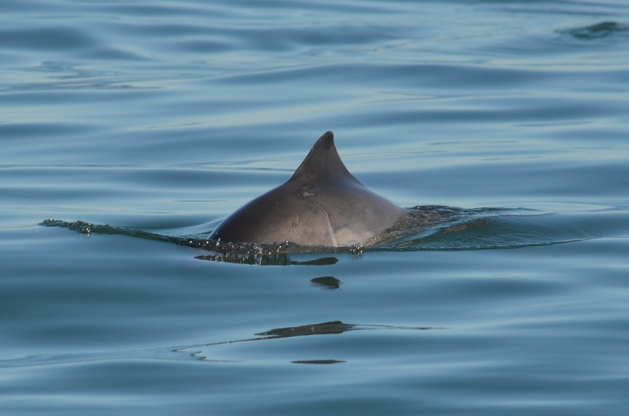 Harbour Porpoise Fin Harbour porpoise fin visible above water.