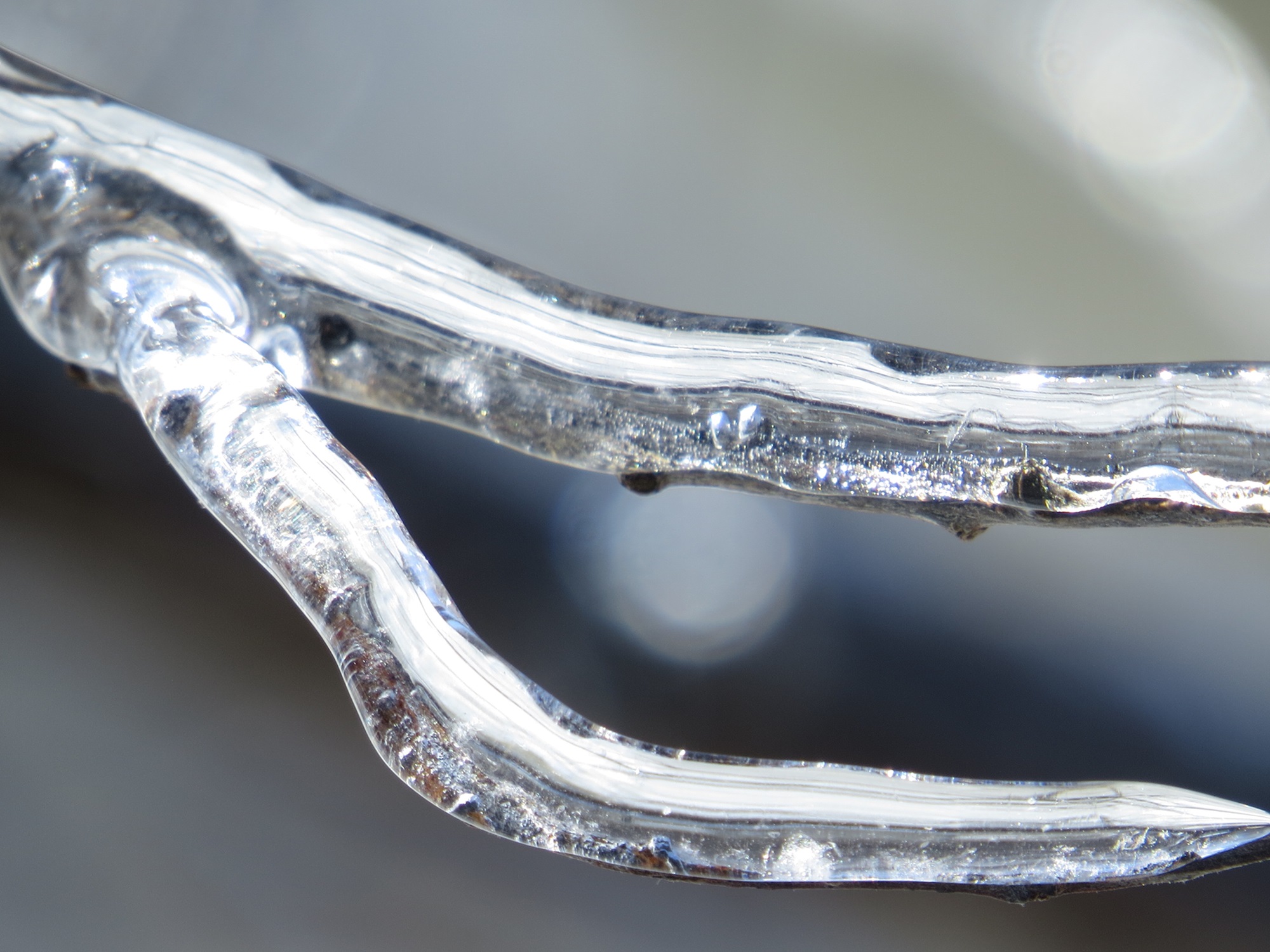 Glace sur une branche