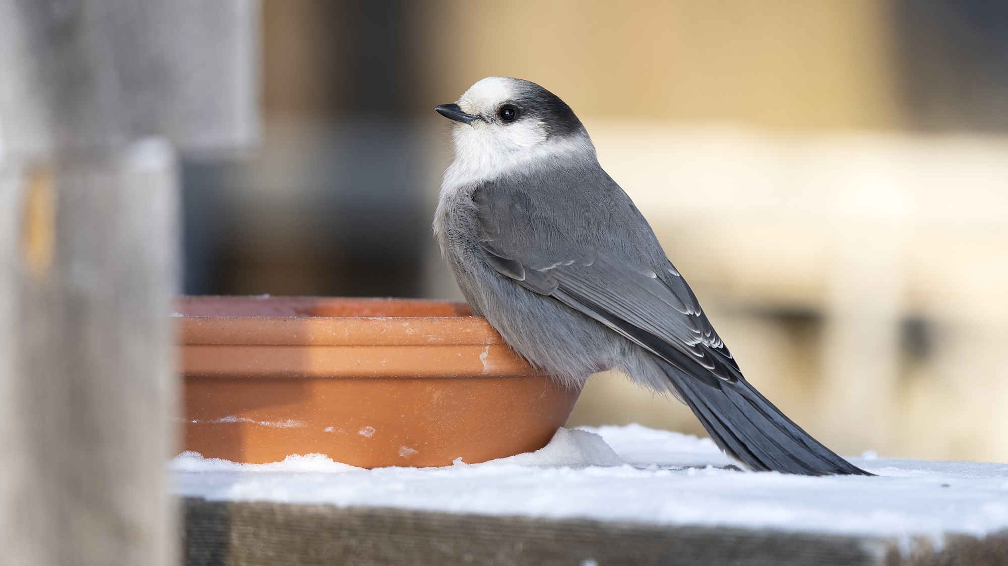 Jays in Canada | The Canadian Encyclopedia
