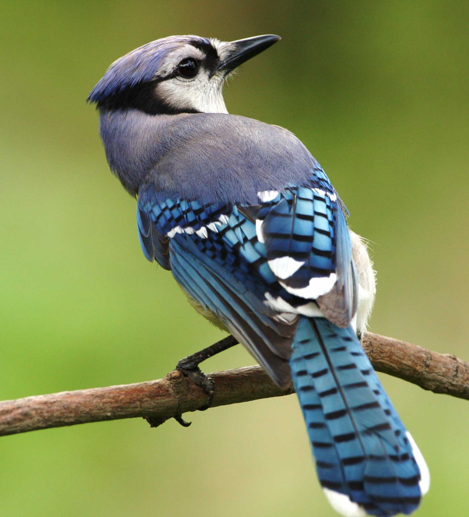 Jays in Canada | The Canadian Encyclopedia