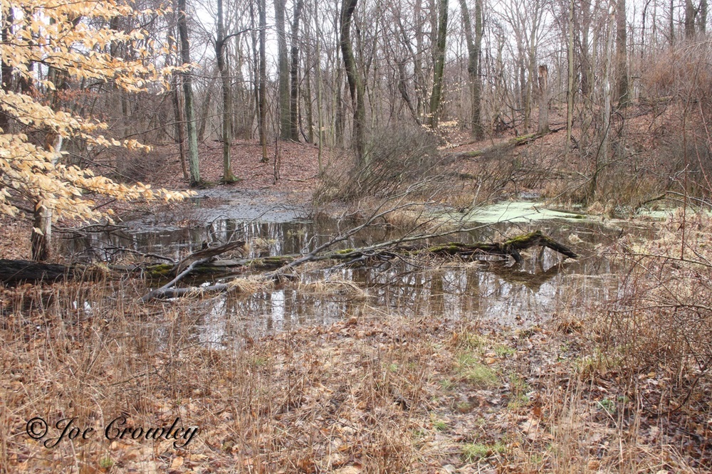 Jefferson salamanders live in cool, damp environments on the forest floor.