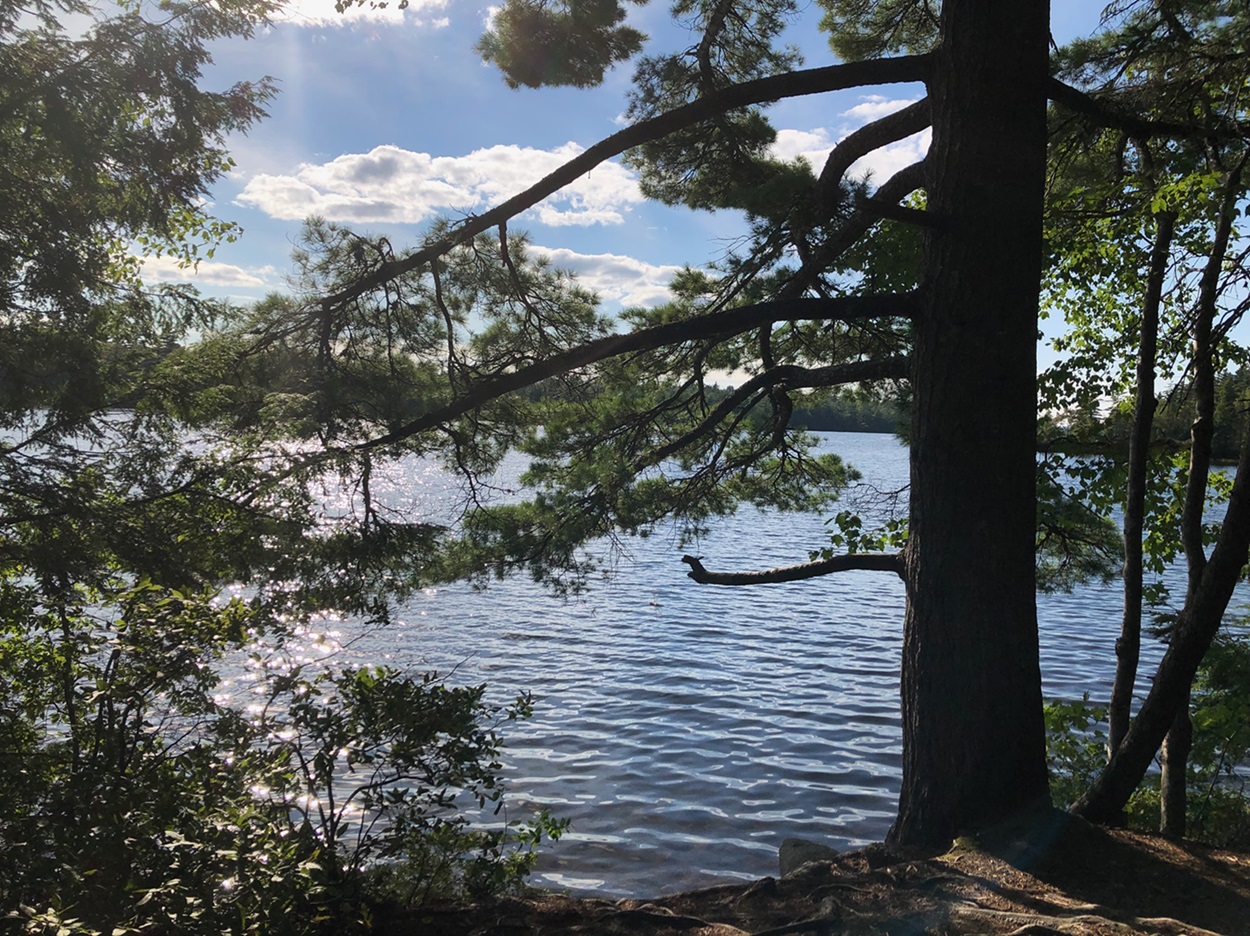 Grand arbre au bord du lac.