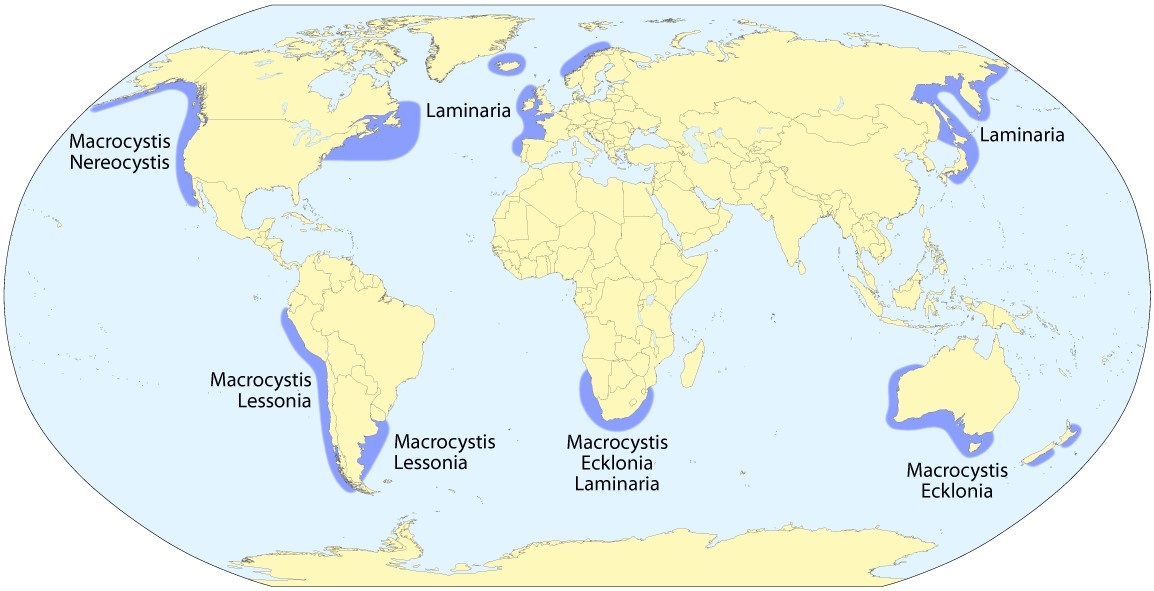 Map showing the locations of significant kelp forests worldwide.