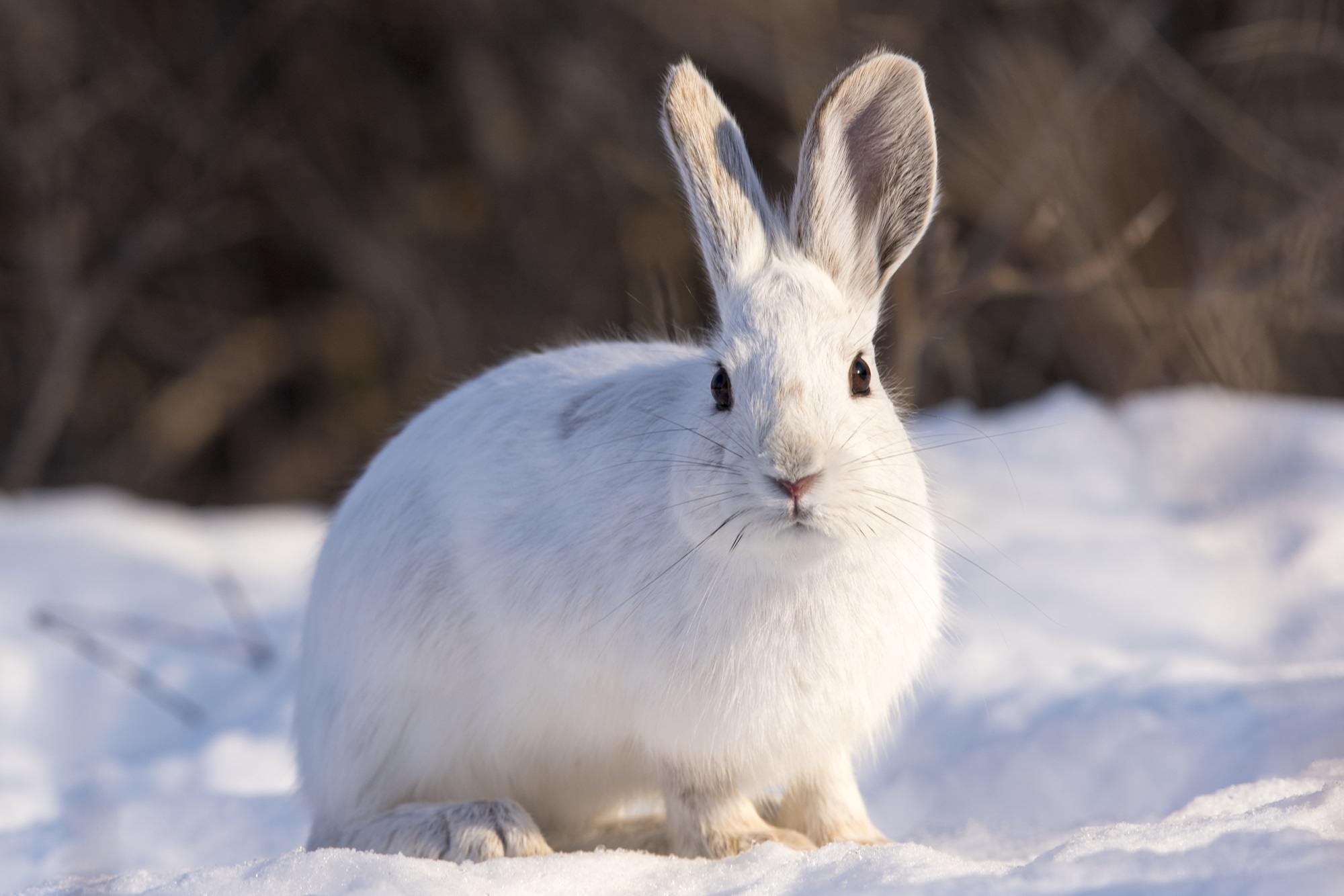 Snowshoe Hare White hare against snowy background.