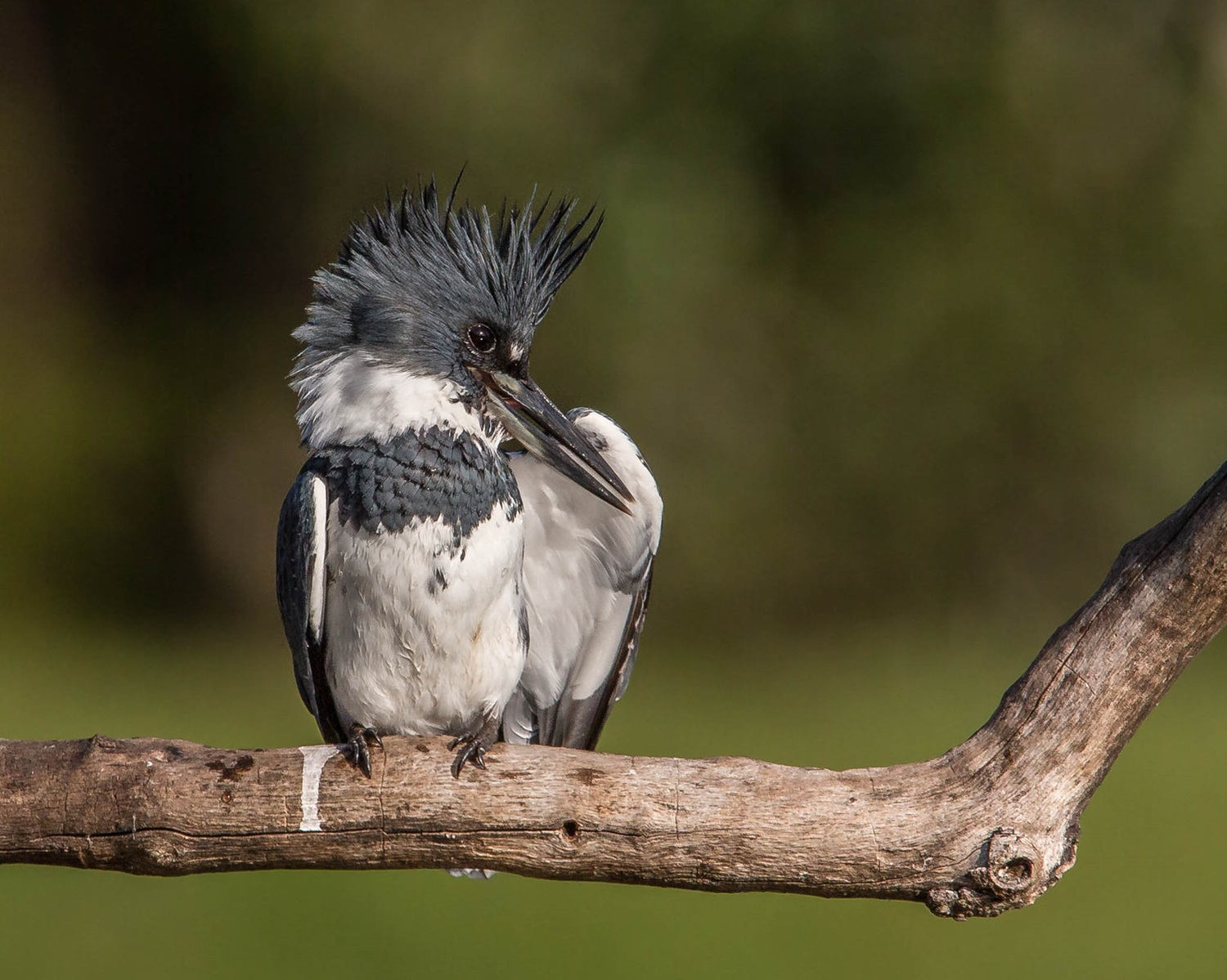 Belted Kingfisher | The Canadian Encyclopedia