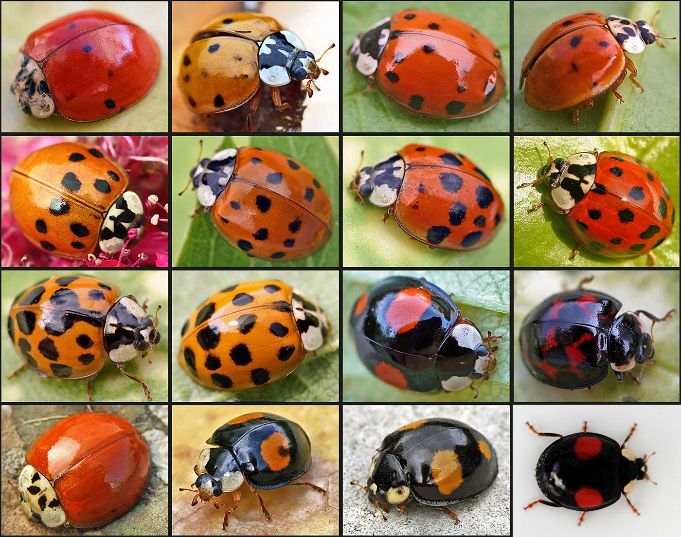 Many different morphs of a ladybug