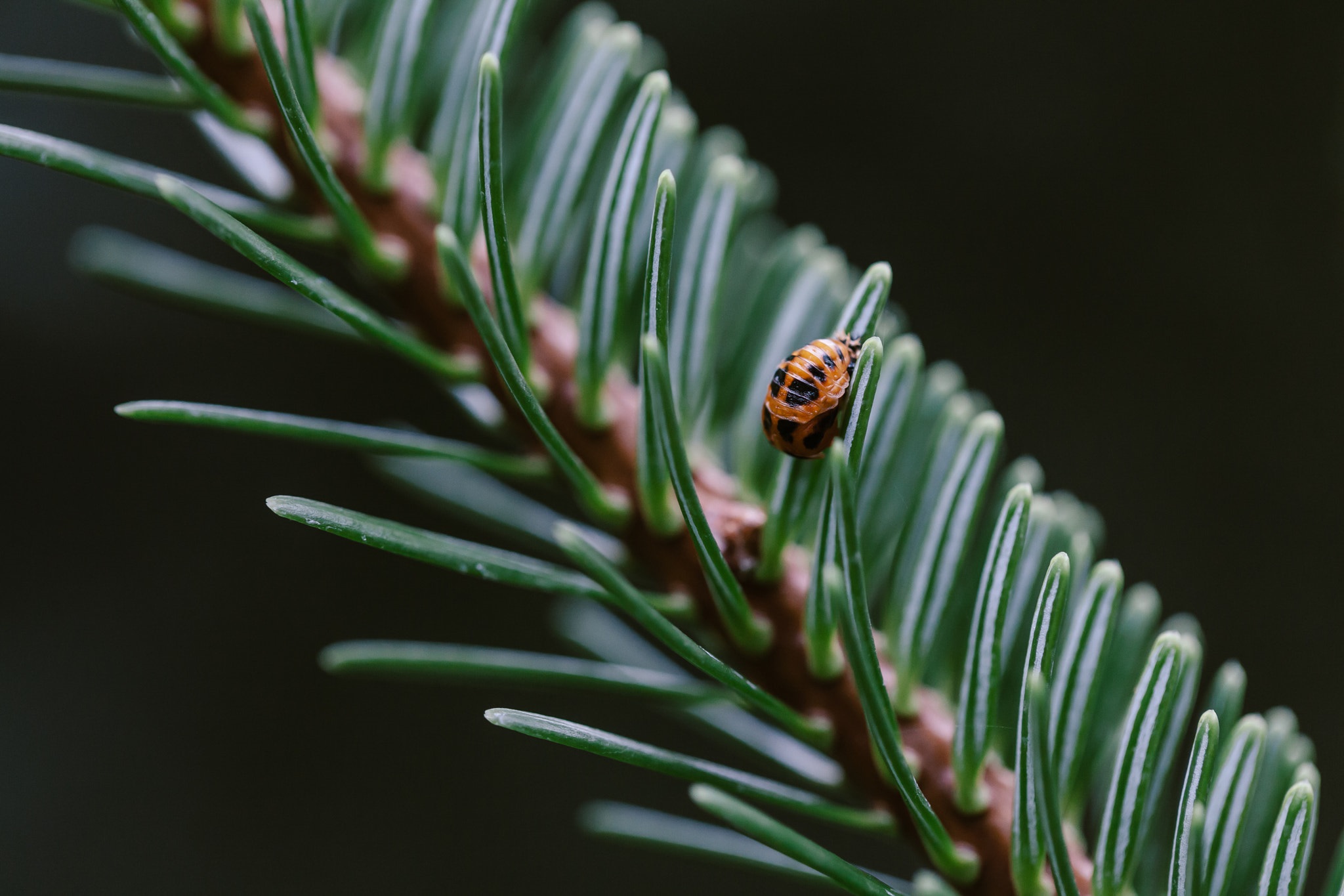Ladybug pupa on a spruce twig