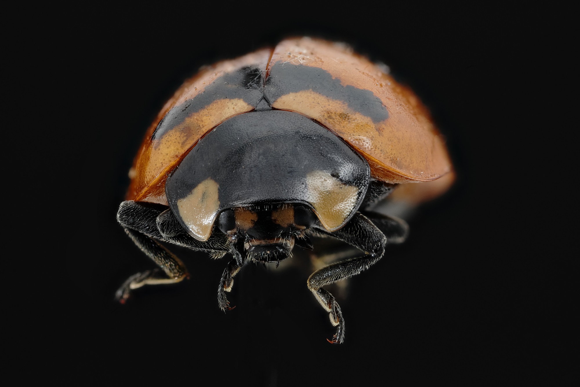 Coccinelle
