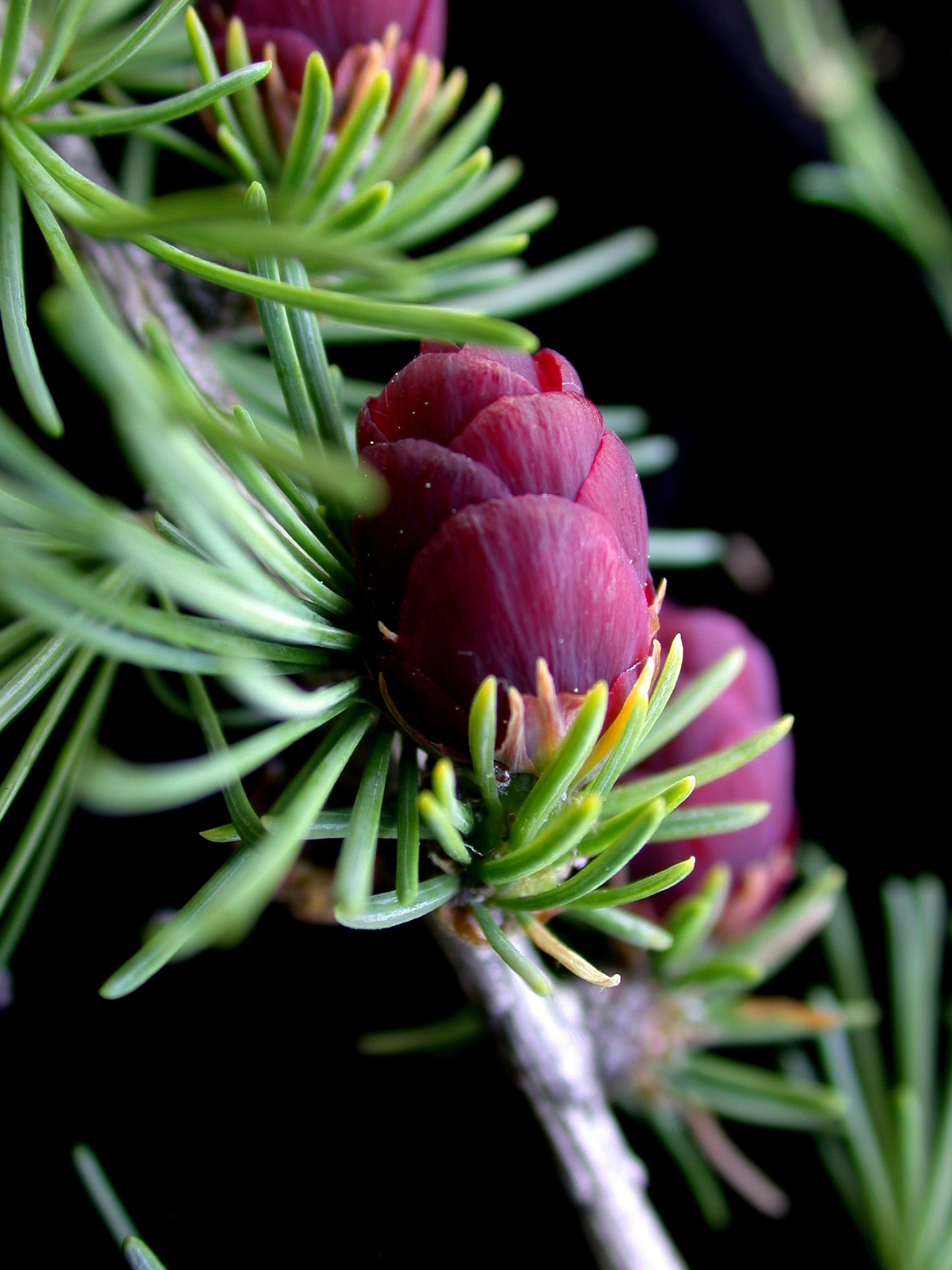 Close-up of tamarack.