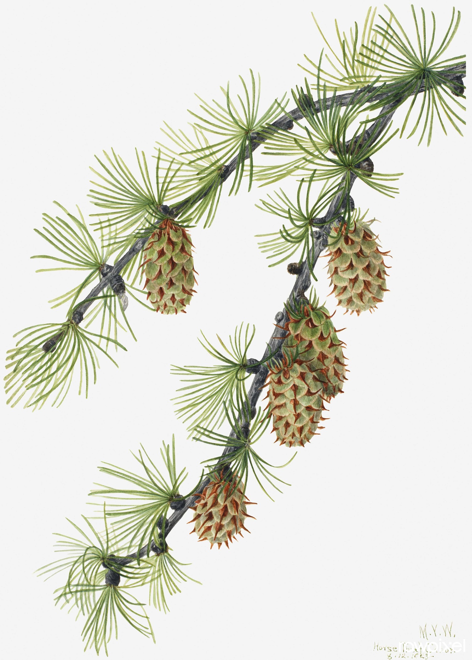 Illustration of western larch.