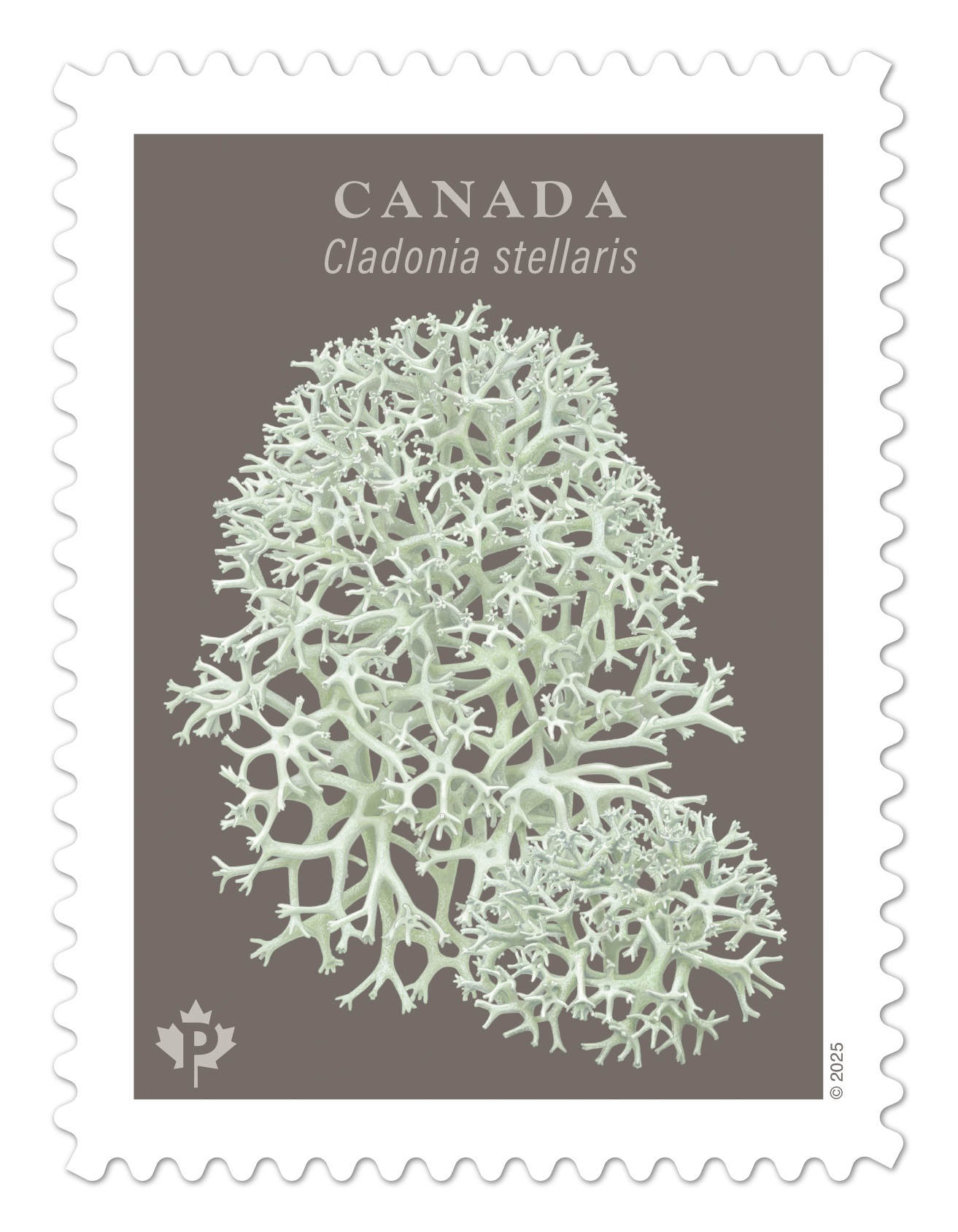 Timbre présentant le lichen à caribou Un timbre présentant une illustration de lichen avec l’inscription <em>Cladonia stellaris</em>.