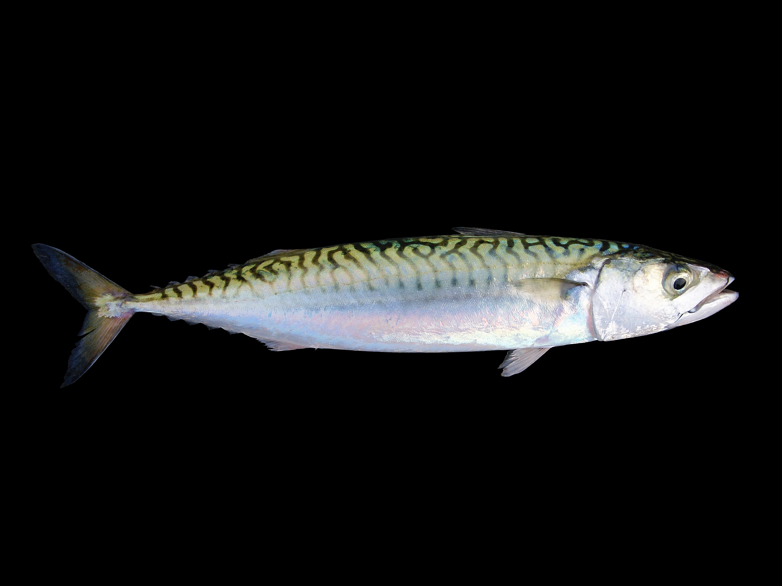 Mackerel Mackerel fish.