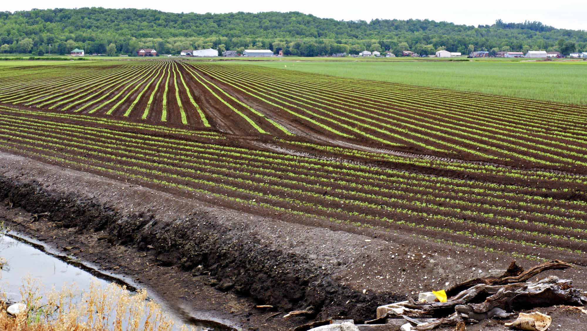 Holland Marsh