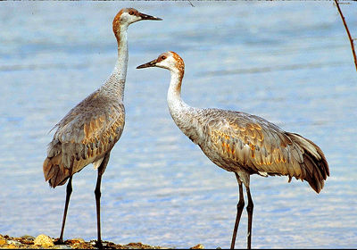 Sandhill Cranes